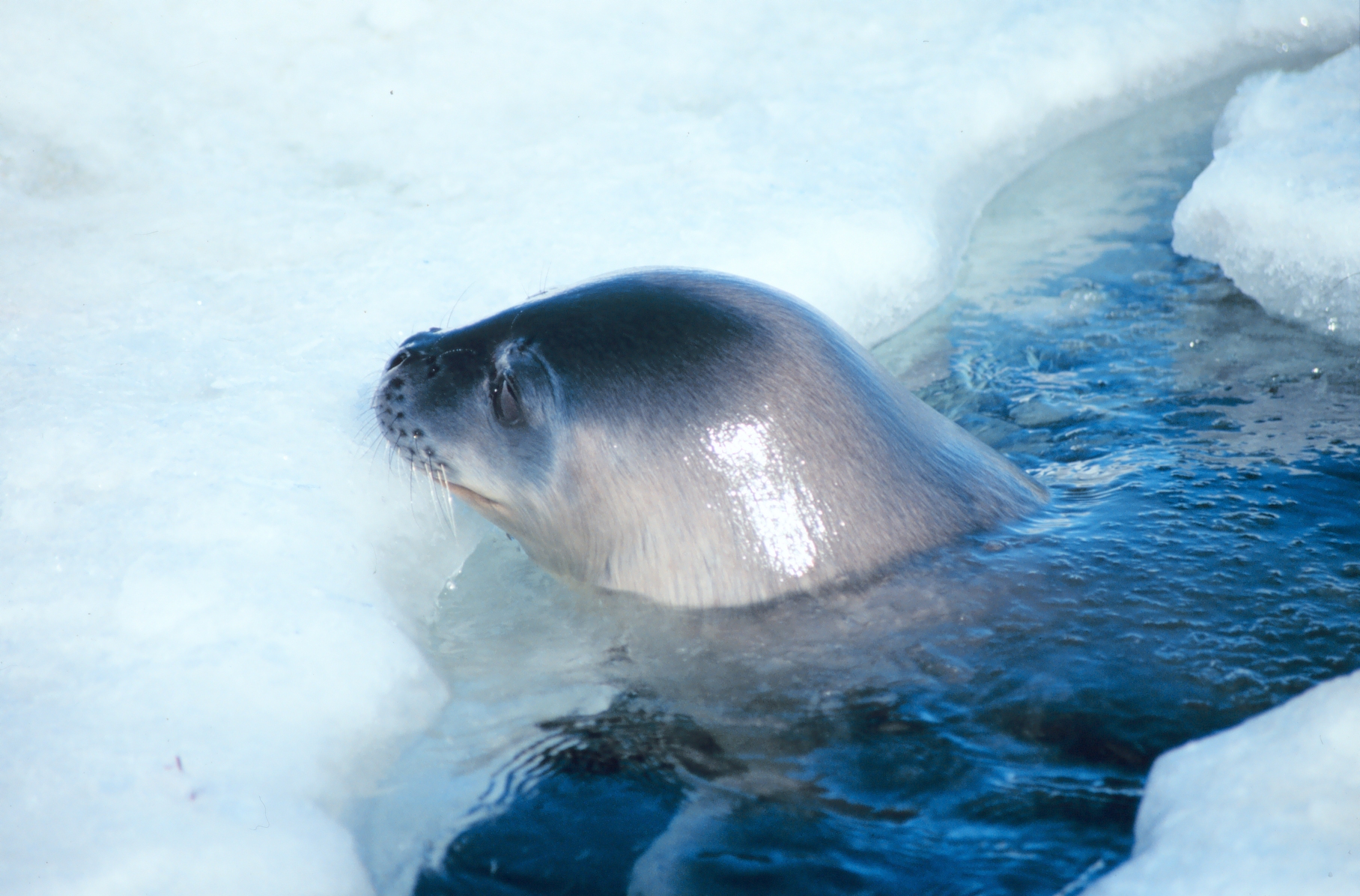 A Weddell Seal raising its head through a breathing hole in Antarctic sea ice