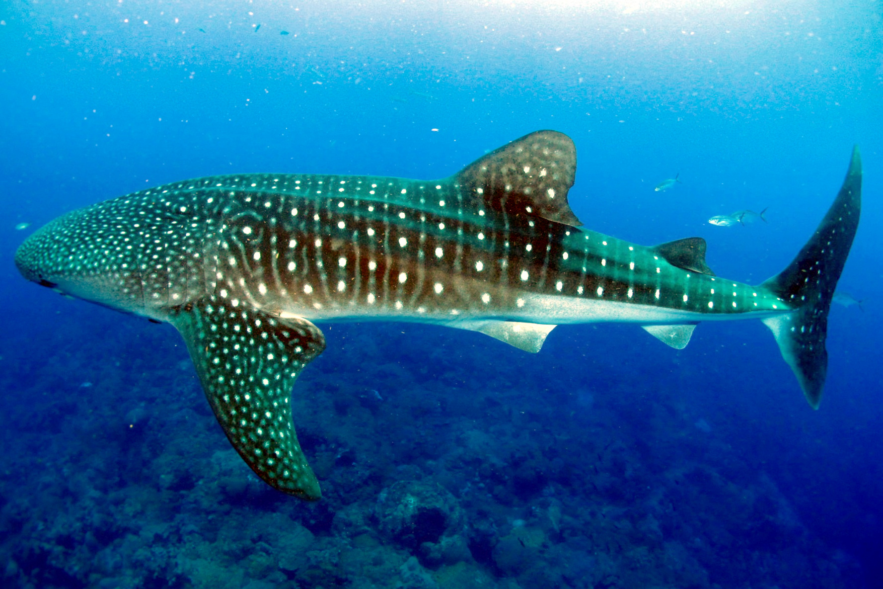 Whale Shark swimming underwater at Flower Garden Banks National Marine Sanctuary
