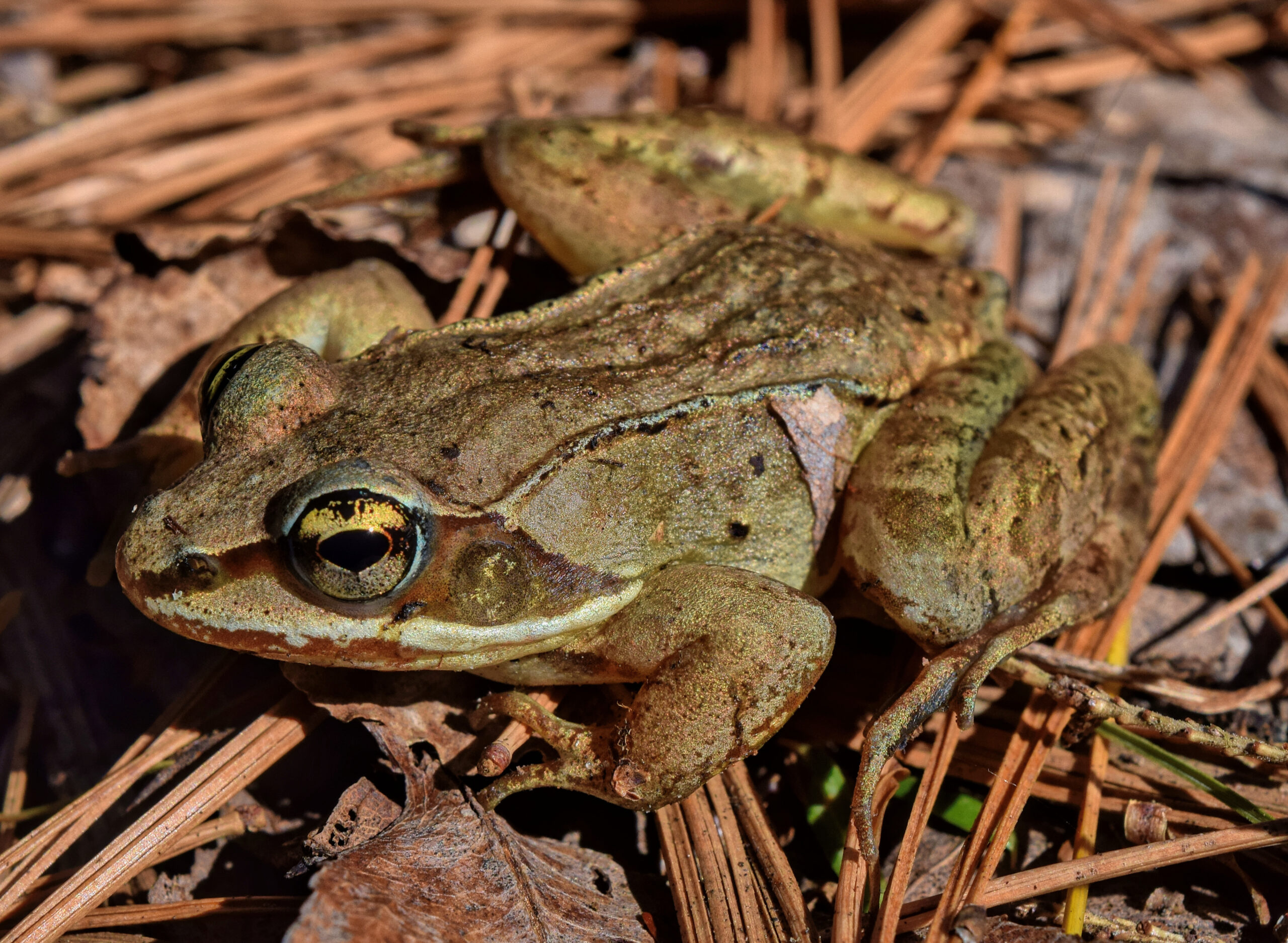 Brown wood frog with dark eye mask on forest vegetation