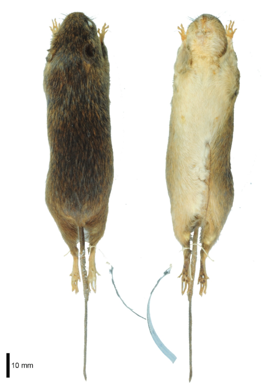 Scientific image of the Xingu bristly mouse showing its small body, orange-brown bristly coat, white belly and long tail