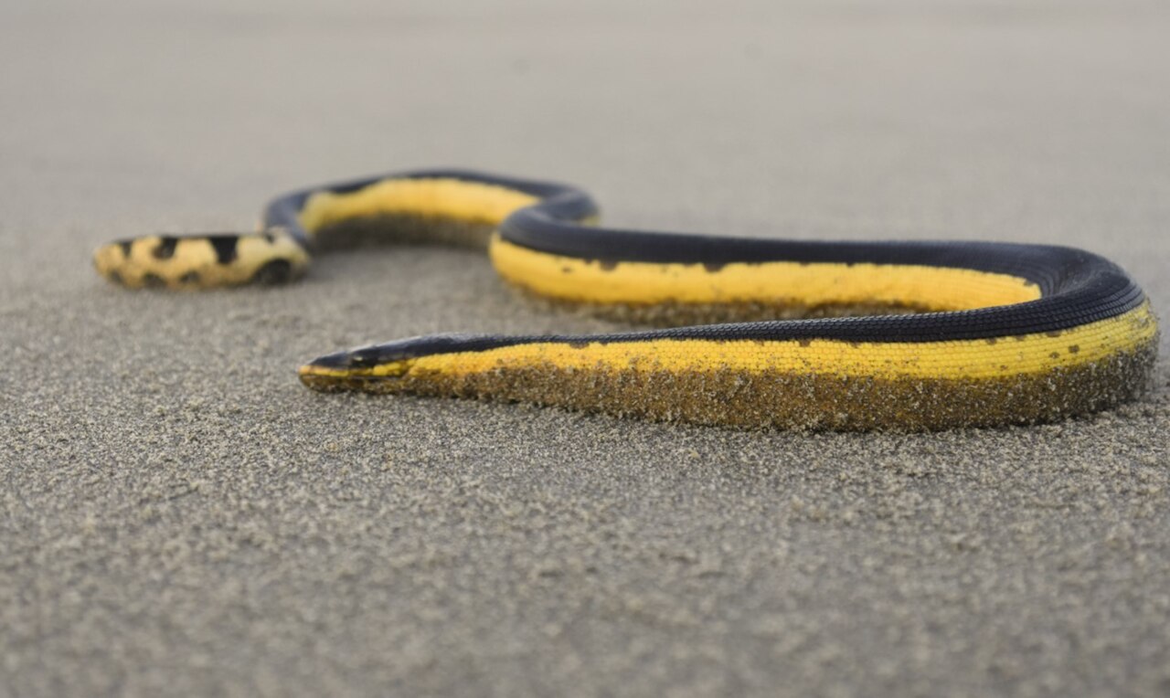 Yellow-bellied sea snake showing dark back, yellow underside and paddle tail