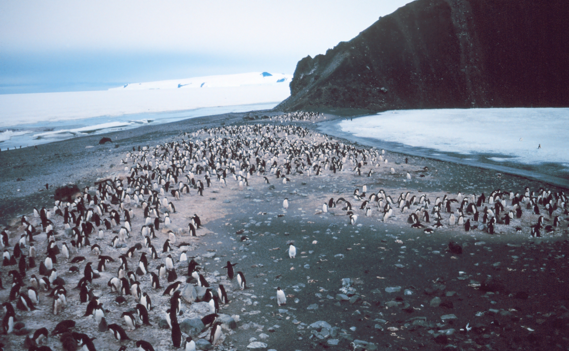 Colony of Adelie Penguins on rocky ground in Antarctica