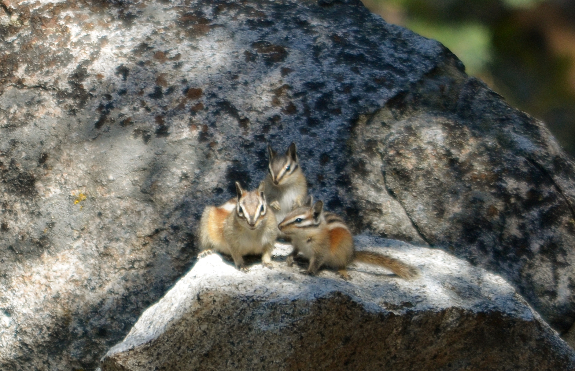 Alpine chipmunk Neotamias alpinus among rocks in California’s Sierra Nevada