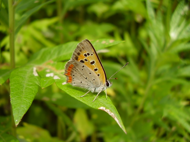 American Copper butterfly showing orange forewings and dark hindwings