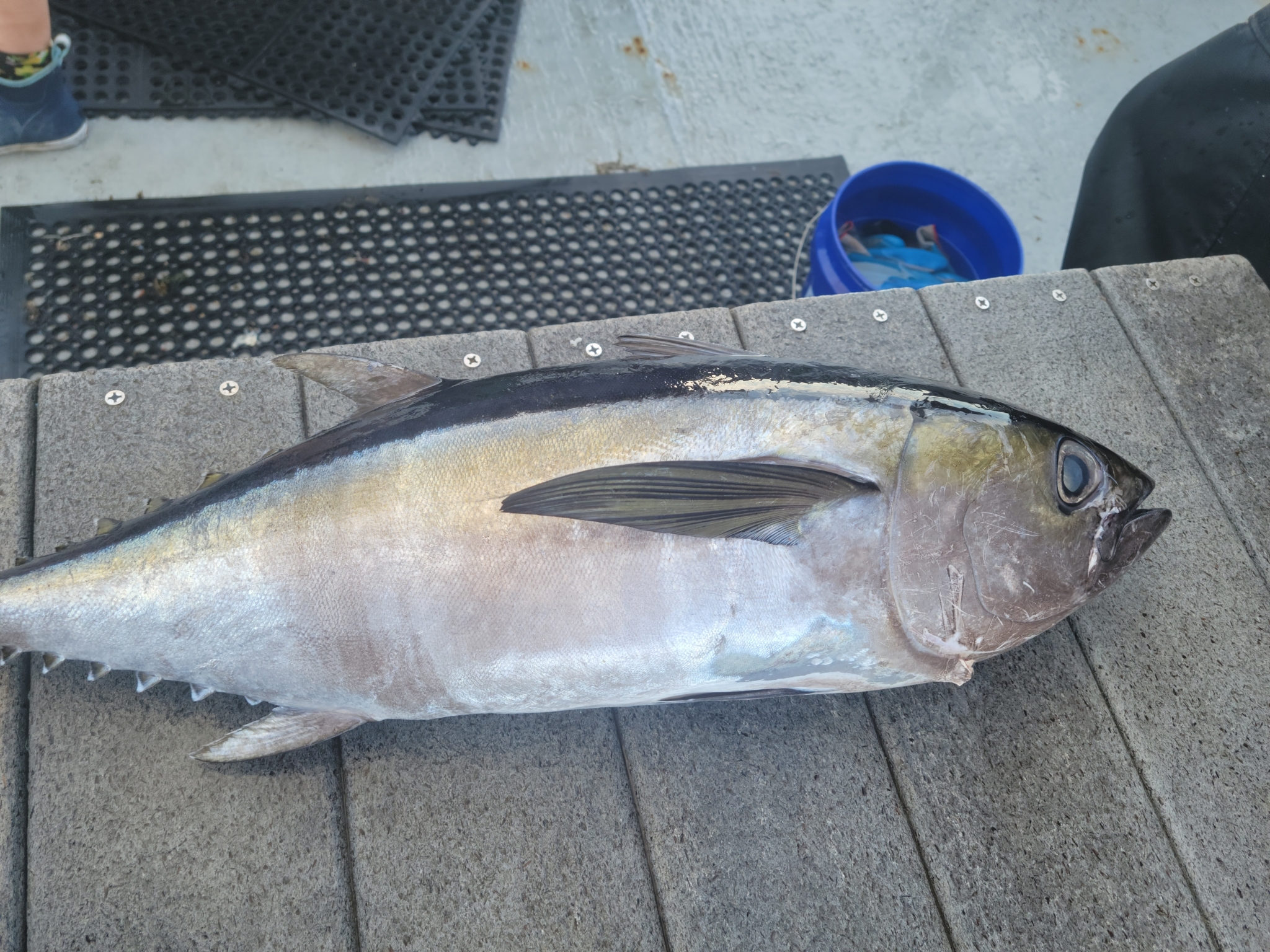 Blackfin Tuna Thunnus atlanticus showing dark back, silver sides and dusky fins