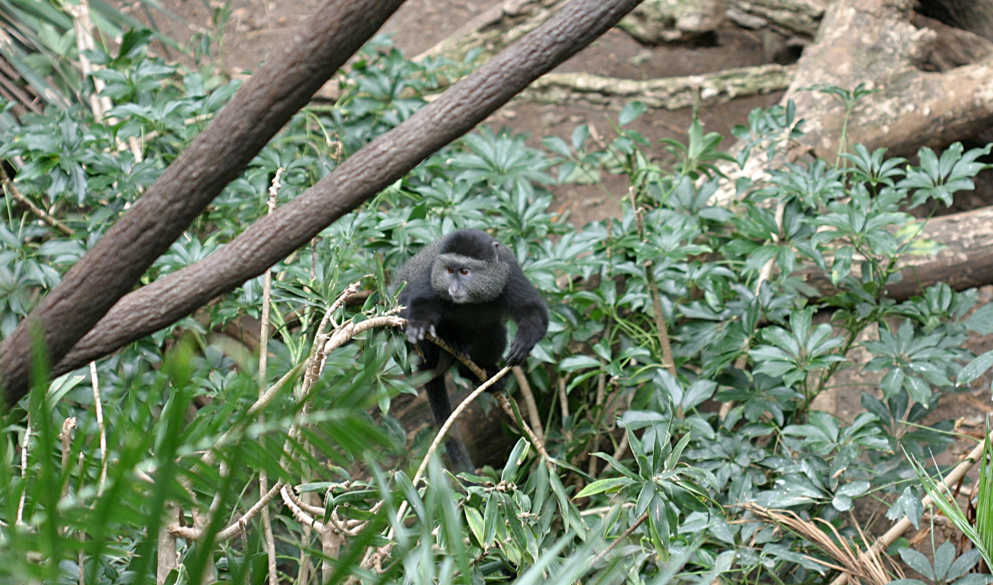Blue Monkey with gray fur and pale brow band perched on a branch