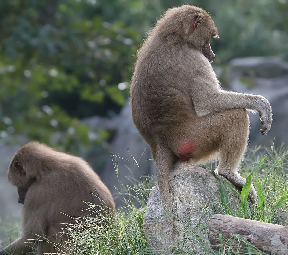 Adult male hamadryas baboon Papio hamadryas showing the silver shoulder mantle