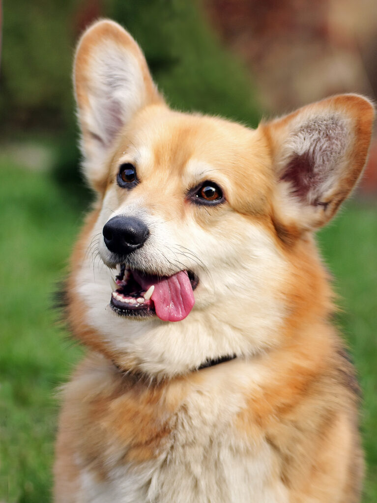 Pembroke Welsh Corgi