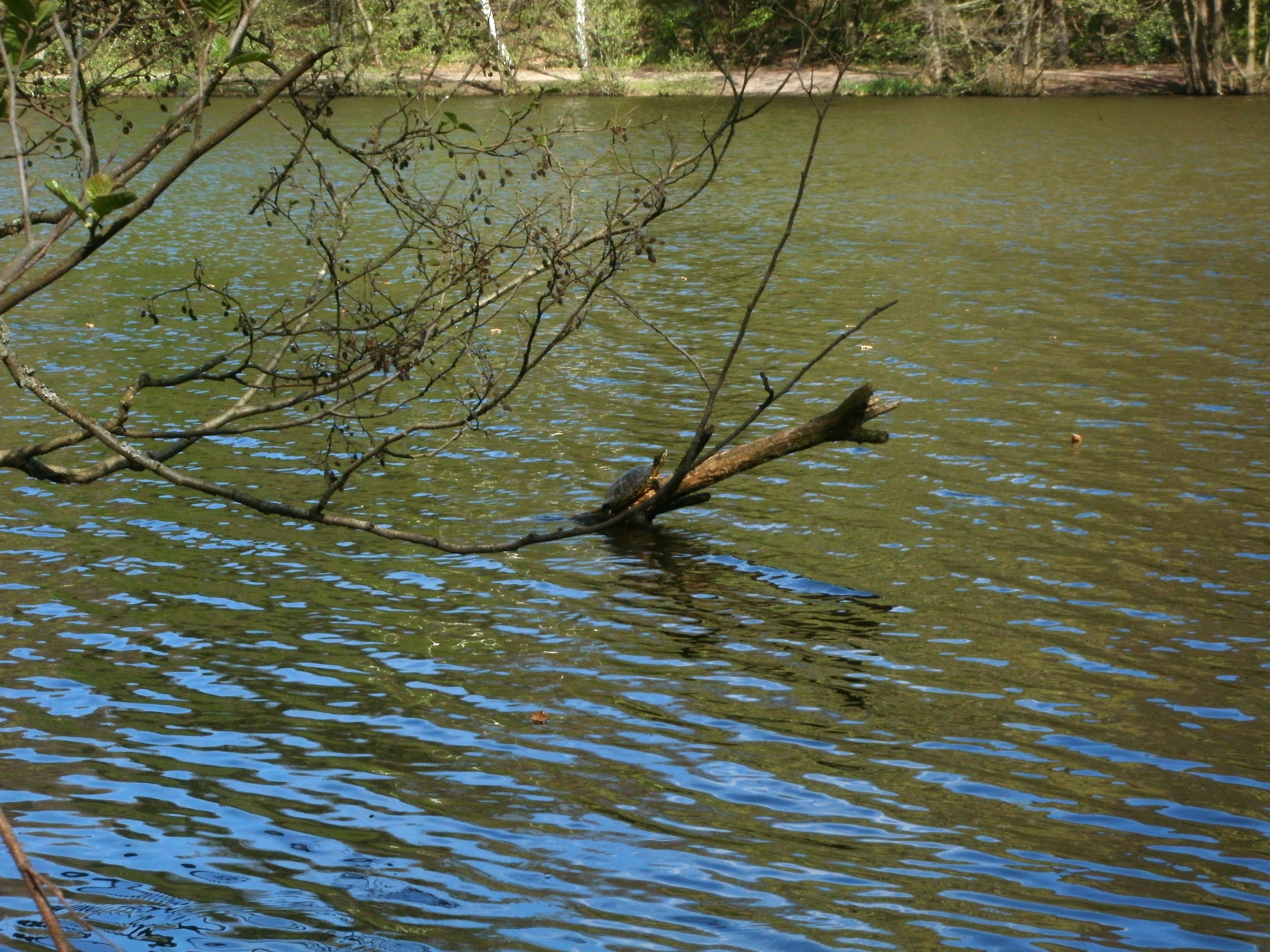 Yellow-bellied Slider resting beside a woodland pond
