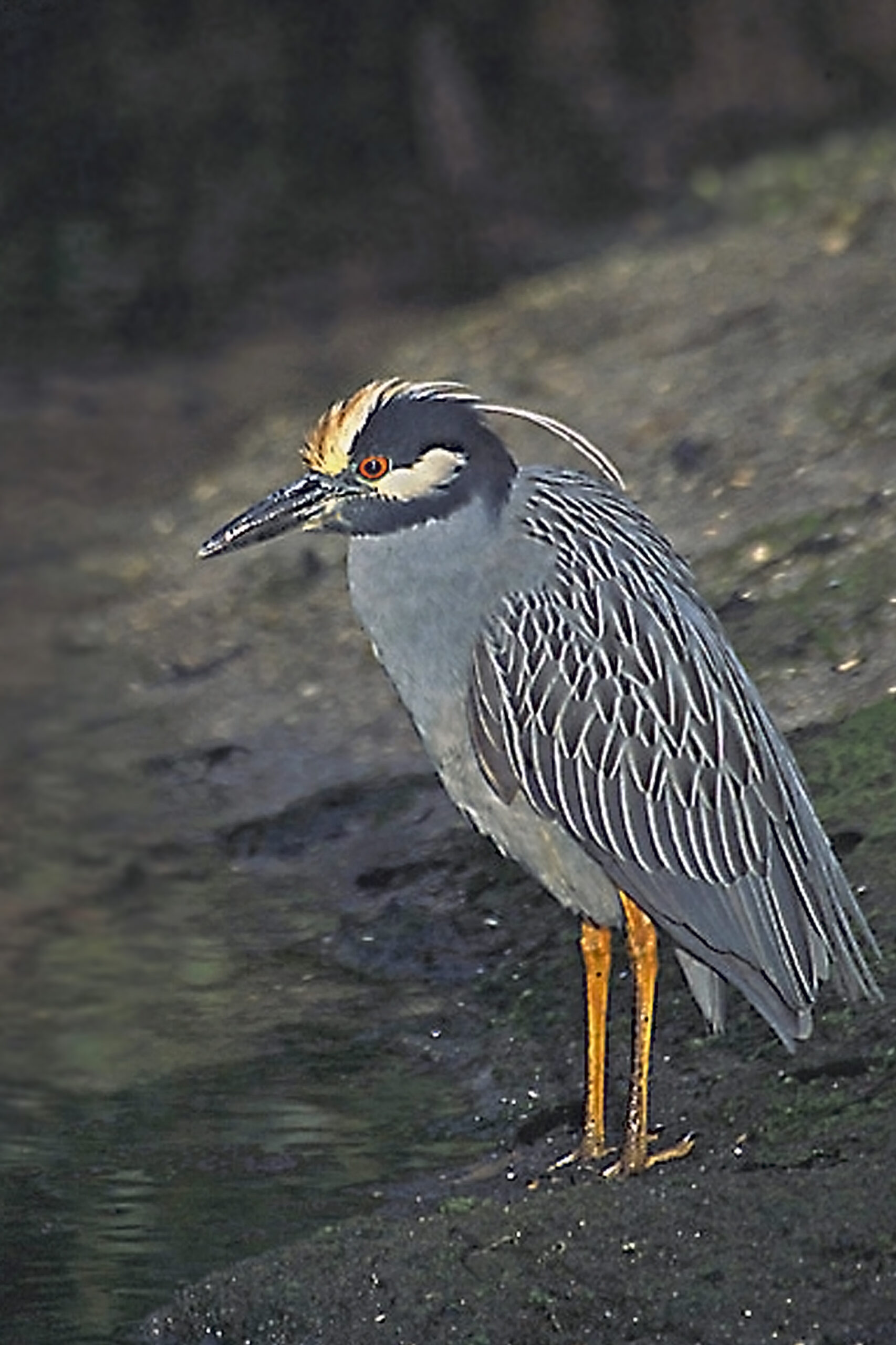 Adult Yellow-crowned Night Heron showing gray body, black head and pale crown